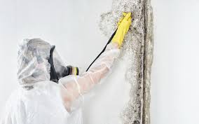 Environmental Consulting for Mold Prevention in Berkeley, MO